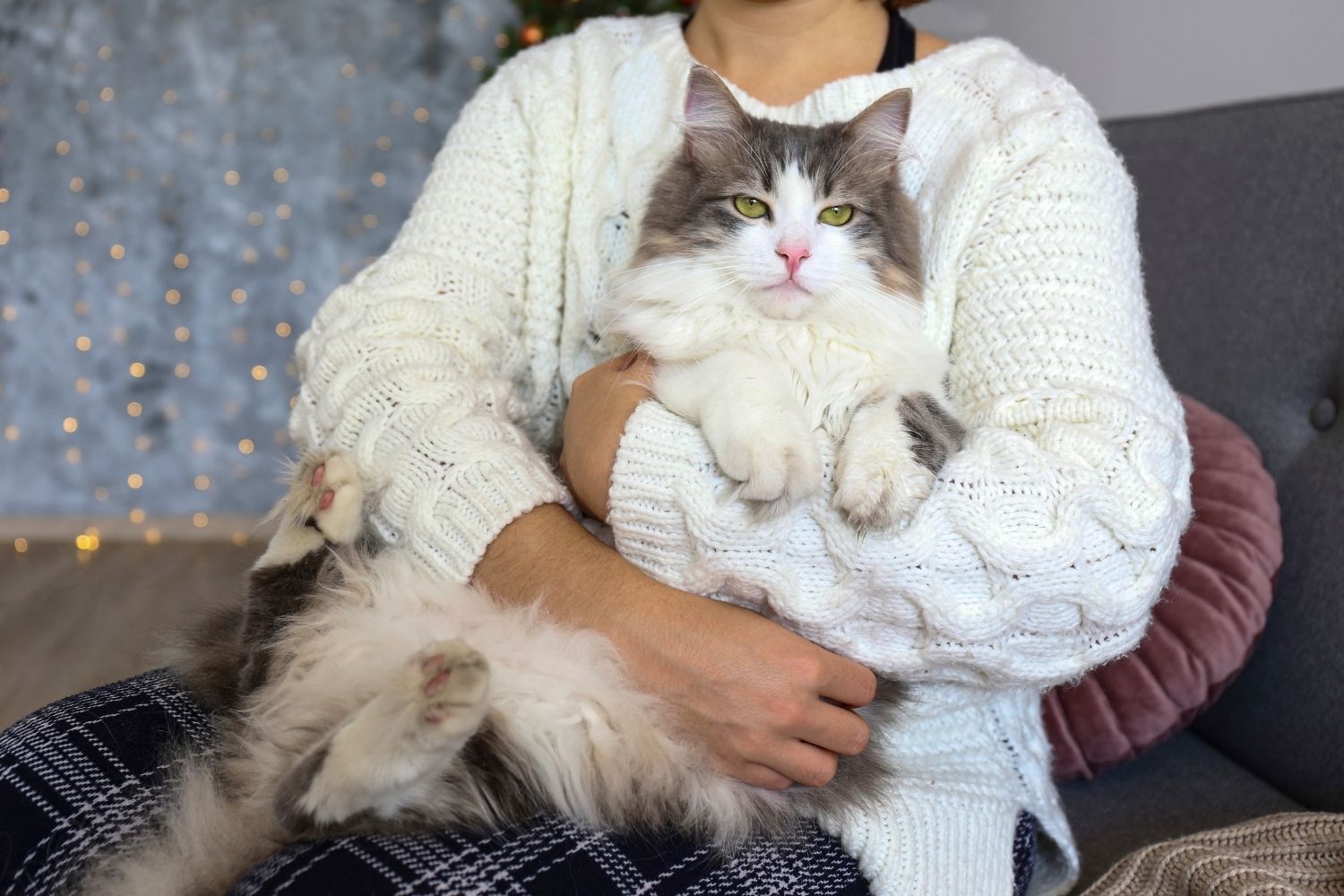 Cat on lap with lights